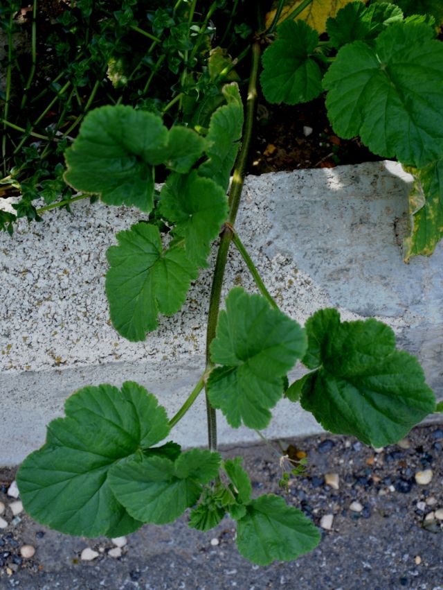 Erodium malacoides